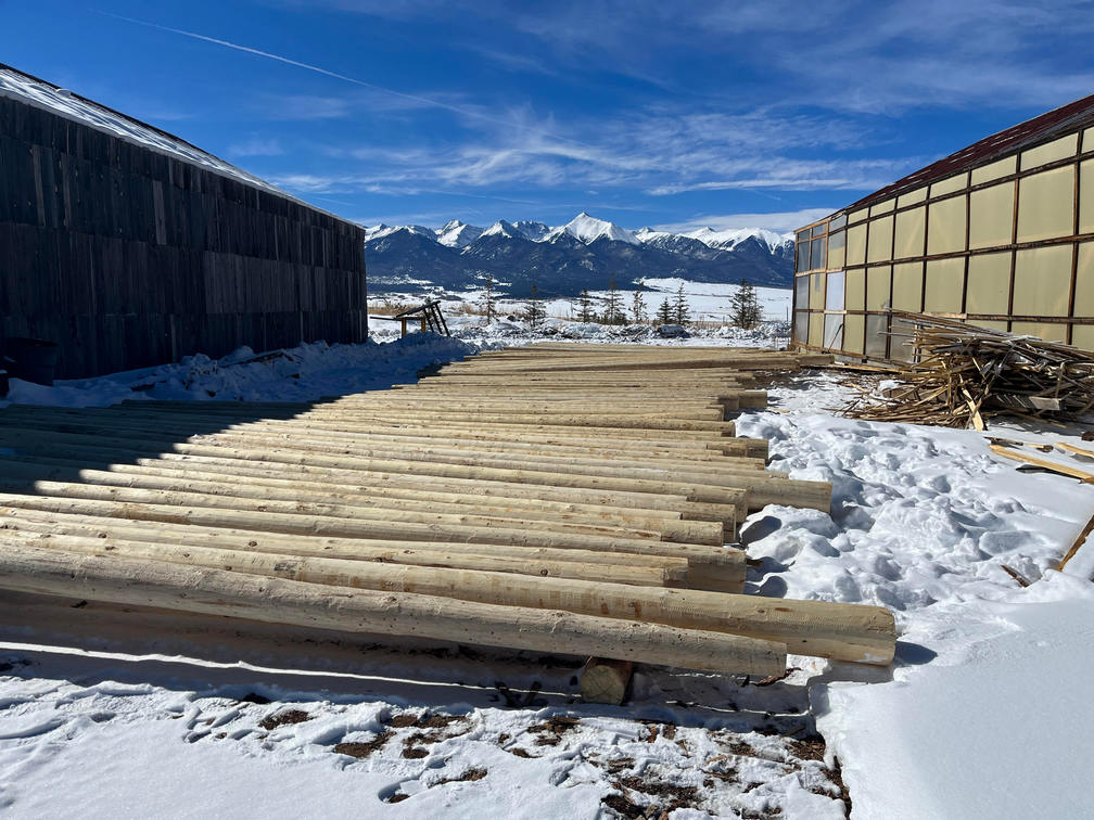 Peeled spruce poles laid out for inspection/grading